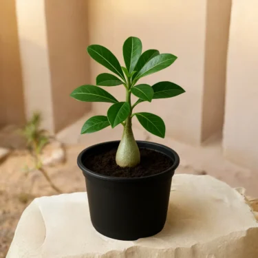 ADENIUM ADENIUM