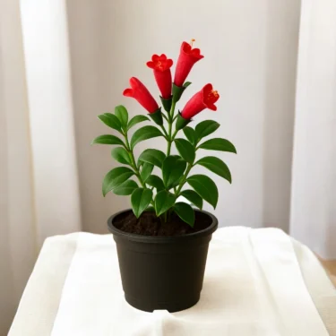 AESCHYNANTHUS LIPSTICK
