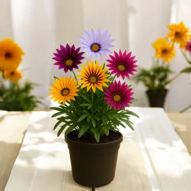 AFRICAN DAISIES  GAZANIA