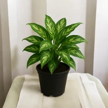 AGLAONEMA  AGLAONEMA