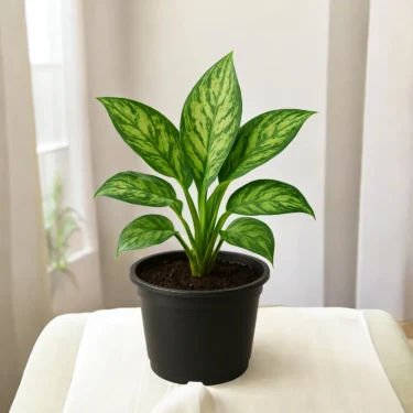 AGLAONEMA  SNOW WHITE
