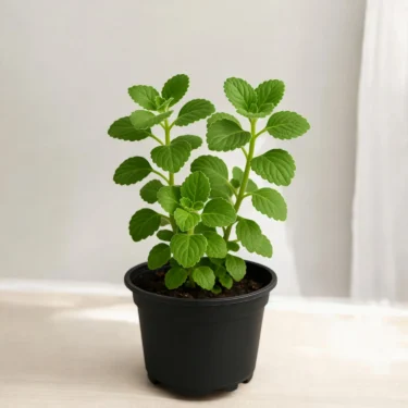 AJWAIN AJWAIN