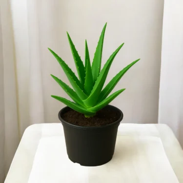 ALOE VERA  ALOE VERA