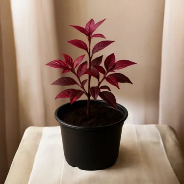 ALTERNANTHERA RED  CROTON