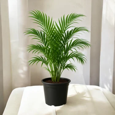 ARECA PALM ARECA PALM