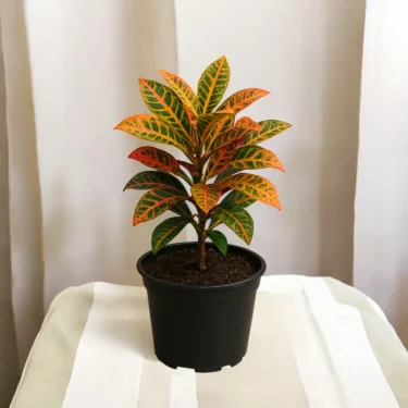 BABY CROTON  BABY CROTON