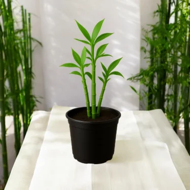 BAMBOO BAMBOO
