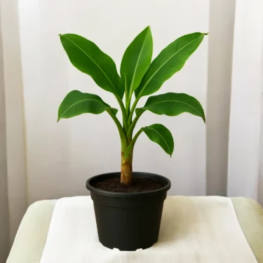 BANANA KELA