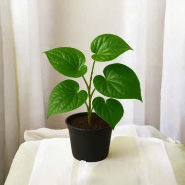 BETAL LEAF PAAN