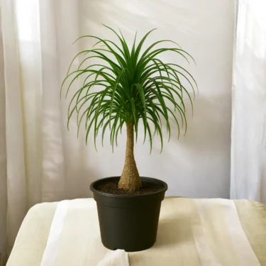 BOTTLE PALM BOTTLE PALM