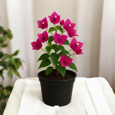 BOUGAINVILLEA BOUGAINVILLEA