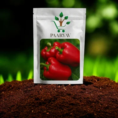 CAPSICUM SIMLA MIRCH