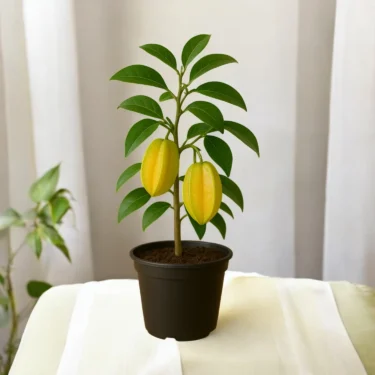 CARAMBOLA / STARFRUIT AMRAK