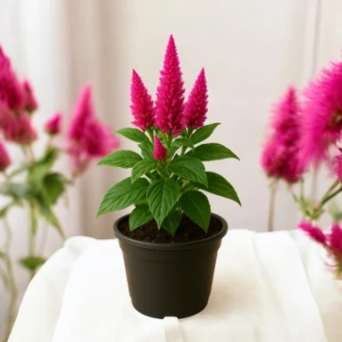 CELOSIA  MORSIKA