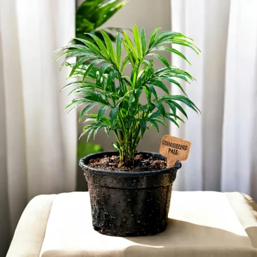 CHAMAEDOREA PALM TABLE PALM