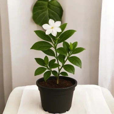 CHANDNI DWARF CHINA CHANDNI