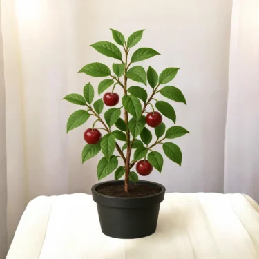 CHERRY CHERRY