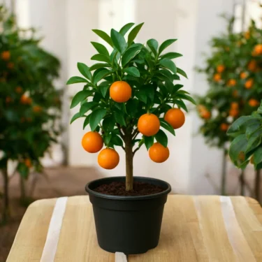 CHINA ORANGE  NARANGI