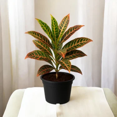 CHIRONJI CROTON  CHIRONJI CROTON
