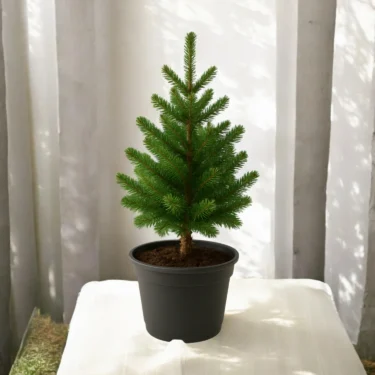 CHRISTMAS TREE  CHRISTMAS TREE