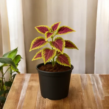 COLEUS COLEUS