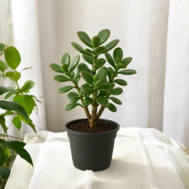 CRASSULA