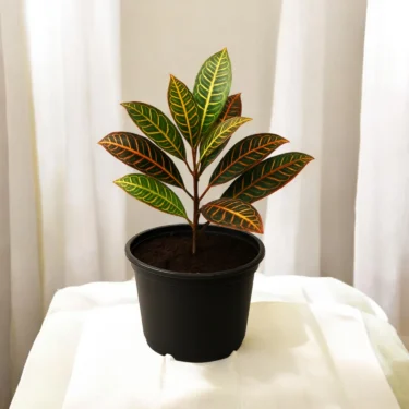 CROTON PETRA