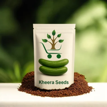 CUCUMBER KHEERA