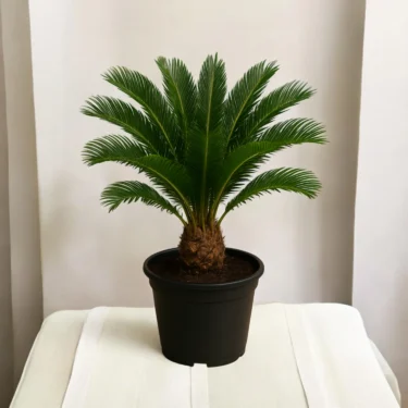 CYCAS PALM CYCAS PALM