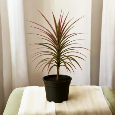 DRACAENA ROSEA DRACAENA ROSEA