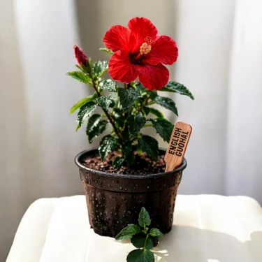 GUDHAL ENGLISH GUDHAL