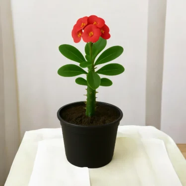 EUPHORBIA  EUPHORBIA