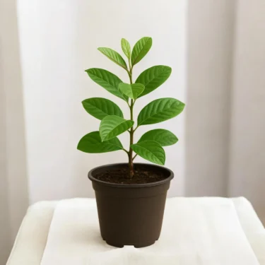 GUAVA PLANT  AMROOD