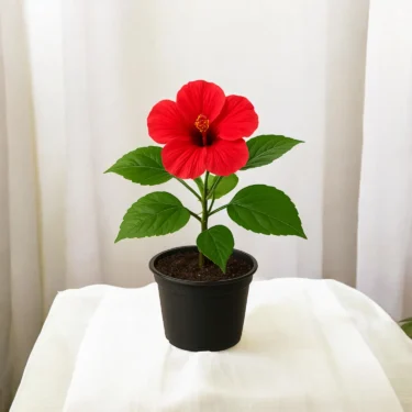 HIBISCUS GUDHAL