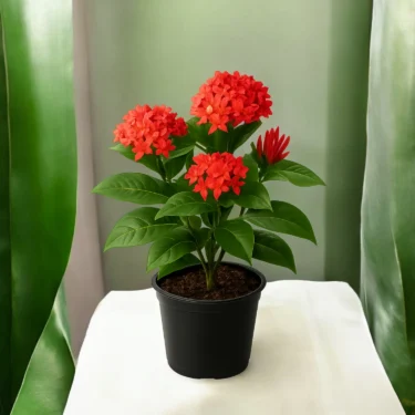 IXORA RED  IXORA RED