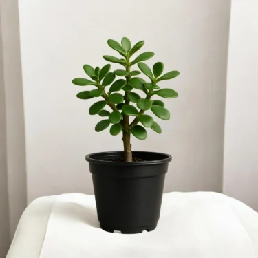 JADE PLANT BUTTON PLANT