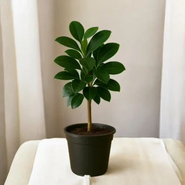 KALA FICUS