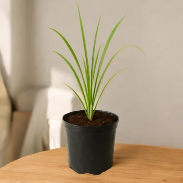 LEMON GRASS LEMON GRASS