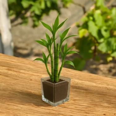 LUCKY BAMBOO LUCKY BAMBOO