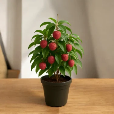 LYCHEE LYCHEE