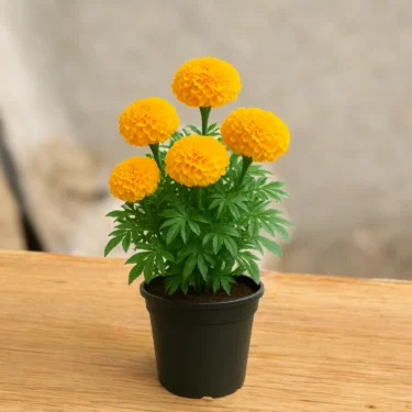 MARIGOLD  GENDA