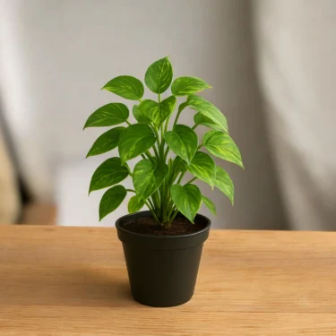 MARVEL MONEY PLANT  MARVEL MONEY PLANT