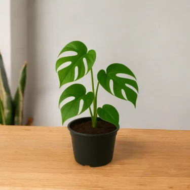MONSTERA  MONSTERA