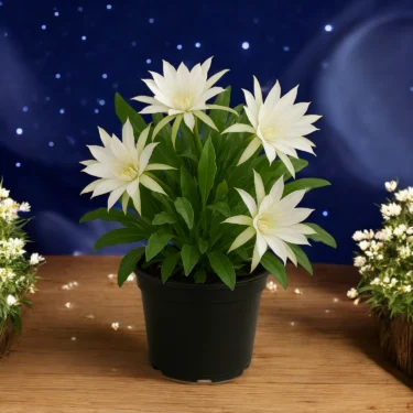 NIGHT BLOOMING JASMINE RAAT KI RANI