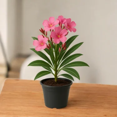 OLEANDER PINK  KANER