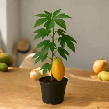 PAPAYA PAPITA