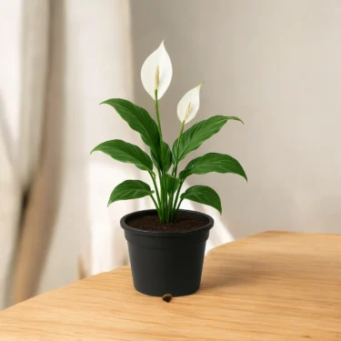 PEACE LILY  PEACE LILY