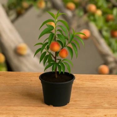 PEACH AADU
