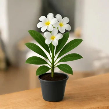 PLUMERIA  CHAMPA