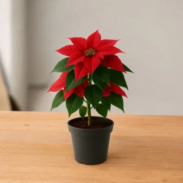 POINSETTIA  POINSETTIA